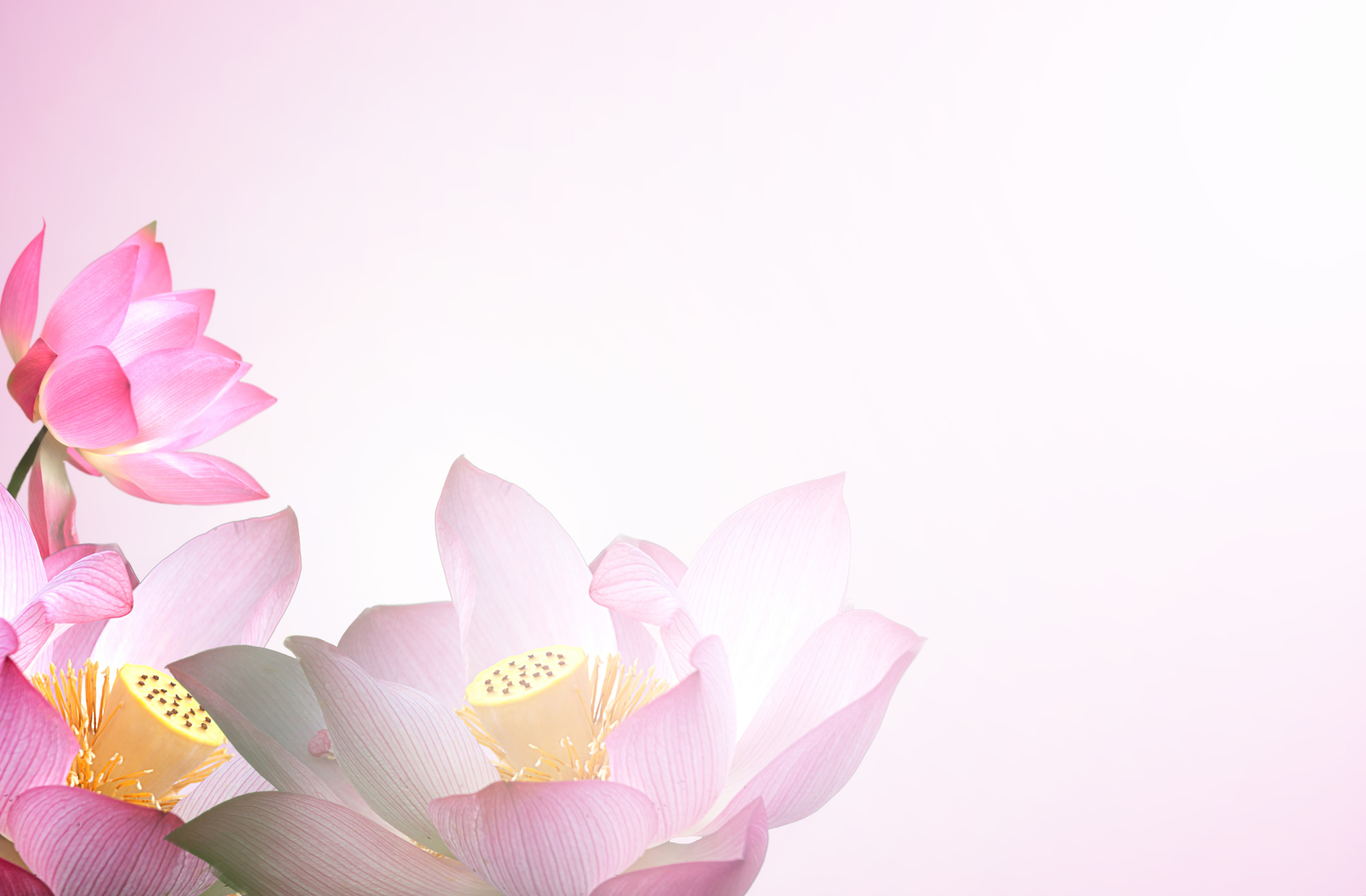 Lotus Flower with Light Green Background